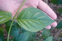 Vì đâu gái trẻ ăn lá ngón tự vẫn sau 4 ngày cưới chồng?