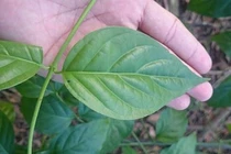 Vì đâu gái trẻ ăn lá ngón tự vẫn sau 4 ngày cưới chồng?