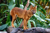 Giật mình thói săn mồi cực “máu lạnh” của loài sói lửa Việt Nam