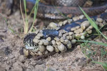 Rùng mình ớn lạnh trước những bức ảnh thiên nhiên kỳ quái 