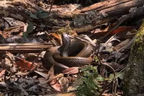 Rắn độc “ngổn ngang” trên dãy núi cao nhất Việt Nam