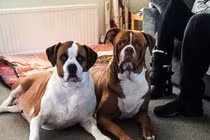 Thấy nhà bên la hét, hàng xóm vội chạy sang chứng kiến cảnh tượng xót xa