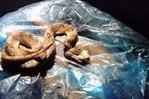 Người đàn ông tử vong sau 10 phút do rắn cực độc cắn 