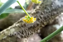 Cần Thơ: Củ bình vôi nặng trên 40kg, trả 15 triệu chủ vẫn lắc đầu 46