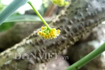 Cần Thơ: Củ bình vôi nặng trên 40kg, trả 15 triệu chủ vẫn lắc đầu 46