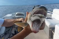 Từ quái vật hồ Champlain đến cá 2 miệng ở New York 