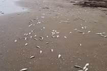 Cá chết dạt vào bờ biển Hà Tĩnh trải dài khoảng 4km 