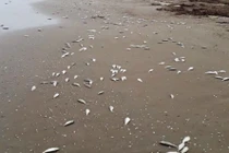 Cá chết dạt vào bờ biển Hà Tĩnh trải dài khoảng 4km 