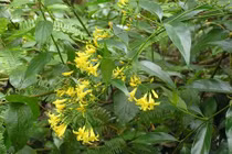 Cãi nhau với người yêu, thanh niên ăn lá ngón tự tử 