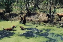 Thằn lằn khổng lồ đối đầu với đàn chó nhà