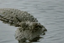 Cá sấu xuất hiện trên sông ở Hà Tĩnh 