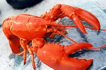 Quá choáng: Tôm hùm Mỹ rẻ hều, chỉ bằng một nửa hàng Việt 