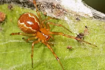 Nhện ngày càng hung dữ hơn vì biến đổi khí hậu 