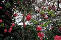 Hoa đào nở bất thường khi chớm thu