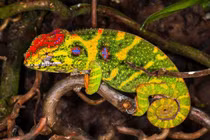 Khám phá “thiên đường” của những loài động vật kỳ lạ