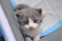 Chiêm ngưỡng chú mèo nhân bản đầu tiên của Trung Quốc 