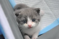 Chiêm ngưỡng chú mèo nhân bản đầu tiên của Trung Quốc 