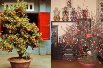 3 vị trí đại kỵ đặt cây cảnh ngày Tết: Làm sai dễ mời gọi tiểu nhân, năm mới rước thị phi