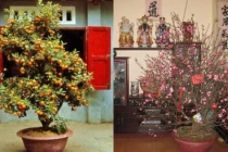 3 vị trí đại kỵ đặt cây cảnh ngày Tết: Làm sai dễ mời gọi tiểu nhân, năm mới rước thị phi