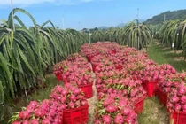 Nông dân thấp thỏm khi thanh long nghịch vụ quay đầu giảm “sốc“