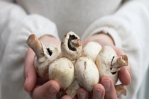 Những thực phẩm màu trắng cực tốt cho cơ thể