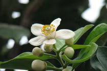 Những lợi ích không ngờ của hoa bưởi với sức khỏe