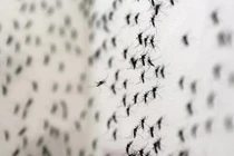 Cực nguy hiểm virus Zika có thể lây qua nhiều loại muỗi