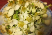 Làm nước đường hoa bưởi, lưu hương tháng Ba vào bốn mùa