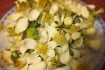 Làm nước đường hoa bưởi, lưu hương tháng Ba vào bốn mùa