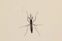 Cuba xác nhận ca nhiễm Zika trong nước đầu tiên