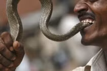 Tức điên vì bị cắn, người đàn ông cắn lại rắn độc