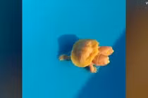 Rùa bạch tạng hai đầu cực hiếm có giá 31.000 USD