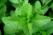 Những thực phẩm có sẵn trong bếp giúp "đánh bay" chứng hôi miệng