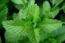 Những thực phẩm có sẵn trong bếp giúp "đánh bay" chứng hôi miệng