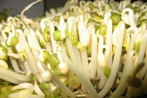 Cách làm nước ép giá đỗ 'vitamin tình yêu' cho chồng