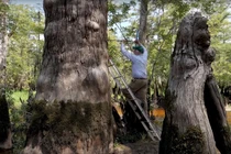 Tìm ra cây cổ thụ 2.624 tuổi đang sống tươi tốt