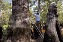 Tìm ra cây cổ thụ 2.624 tuổi đang sống tươi tốt