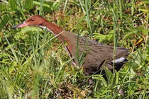 Sửng sốt loài chim đã tuyệt chủng 136.000 năm trước