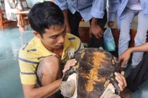 Kỳ lạ rùa “khủng” xuất hiện ở Nghệ An