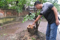Lợi dụng bão đốn hạ 2 cây sưa giữa thành phố