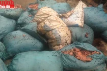 Kinh hoàng ruồi nhặng “vỡ tổ” bu đầy xưởng sản xuất mỡ bẩn