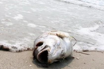 Giải thích địa chất về nguyên nhân nhiễm độc nước biển ở Miền Trung