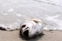 Giải thích địa chất về nguyên nhân nhiễm độc nước biển ở Miền Trung