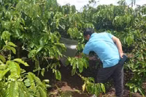 Bé gái chết lõa thể trong vườn cà phê ở Đắk Lắk