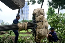 Bứng 75 cây xanh để xây dựng ga metro Bến Thành