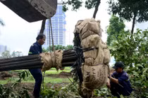 Bứng 75 cây xanh để xây dựng ga metro Bến Thành