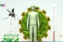Virus Zika ở Brazil tương đồng với virus Zika ở châu Á