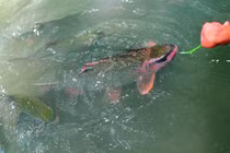 Sự thật về “cá chúa” đeo khuyên vàng ở xứ Thanh