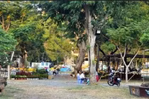 Cặp khế hơn 100 tuổi giá hơn 1,2 tỷ ở Sài Gòn