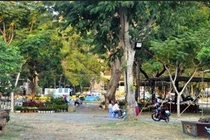 Cặp khế hơn 100 tuổi giá hơn 1,2 tỷ ở Sài Gòn